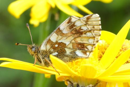 Réf. 214 276 : Boloria napaea